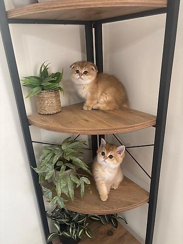 Pişiklər: Şotland — 2