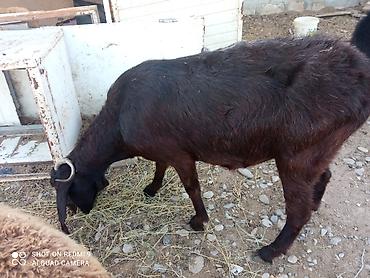 Heyvanlar: 2 baş Sani 2 baş Hələb.tam sağlam hündür heyvandır yanında 4-5aylq — 1
