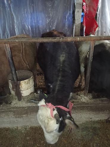 Коровы, быки: Продаю | Тёлка | Для разведения | Нетель — 6