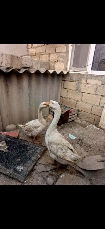 Digər quşlar: Linda qazları satıır. Hazır cütlükdür. Qiymət cütünə aiddir. Ünvan