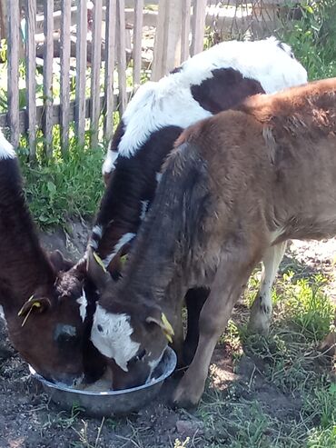 Коровы, быки: Продаю | Музоо, торпок | Голштин | Для молока | Искусственник