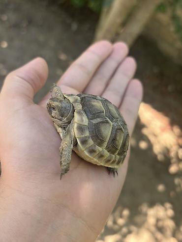 ucuz heyvanlar: Quru tısbağa balaları - Növ: Quru tısbağa (Testudo tipli) - Ölçü — 6