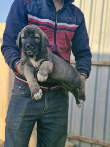 İtlər: Kanqal, 2 ay, Erkek, Peyvəndli, Ünvandan götürmə, Rayonlara çatdırılma, Ödənişli çatdırılma — 7