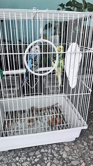 кошки сиамская: Волнистые попугаи с клеткой и аксессуарами - Пара волнистых попугаев — 3