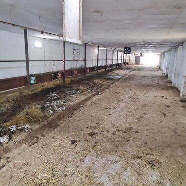 Anbar və emalatxanalar: 📍 Ünvan: Ağsu rayonu, Bozavad kəndi 📏 Sahə: 85 sot 📜 Sənəd: Kupça ✨ — 14