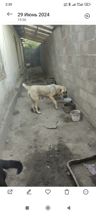 Собаки: Продаю Азията 2годика 1раз щенилася агреси на людей нет охрана есть