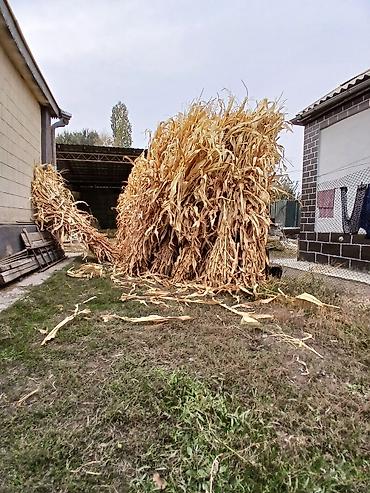 Животные: Продаю Кукурузник с огорода высокий,снопы мощные 100штук с.Сокулук — 8