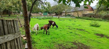 Keçi, çəpiş: Dişi, il: 2, Südlük -da lalafo.az — 7 Keçi, çəpiş: Dişi, il: 2, Südlük — 7