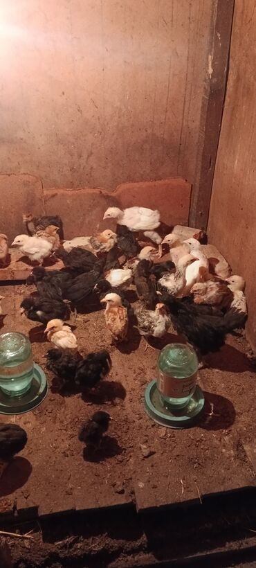 Cücələr: Toyuq cücələri, Damazlıq, Ödənişli çatdırılma