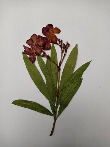 Ostali predmeti za umetnost i kolekcionarstvo: Herbarijumi za fakultete, srednje i osnovne škole -NOVO Ispresovane — 10