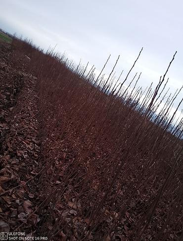 Tinglər: Xurma ağacları satışdadır zəmanətli verilir ağaclar çatdirilma pulsuz — 1