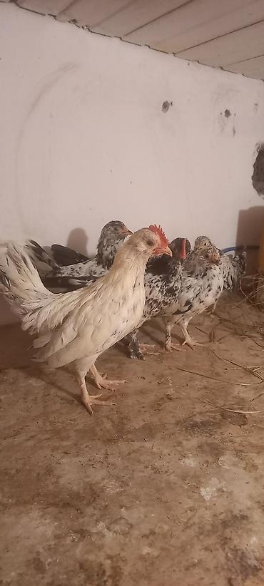 Cücələr: Toyuq cücələri, Damazlıq -da lalafo.az — 14 Cücələr: Toyuq cücələri, Damazlıq — 14