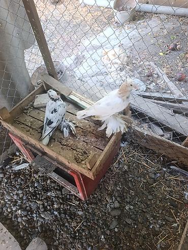 goyercin bazari: Məhsul: Bəzək və uçuş üçün yetişdirilən fırfırlı ayaqlı göyərçinlər — 3