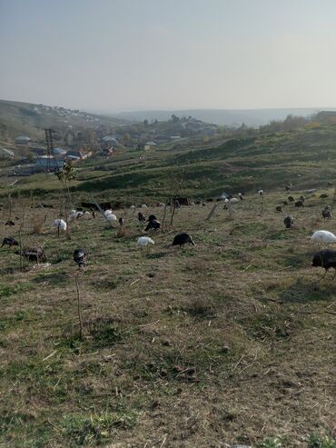 Hinduşka: Məhsul: Hinduşka sürüsü Təsvir: - Şəkillərdə ağ və tünd — 14