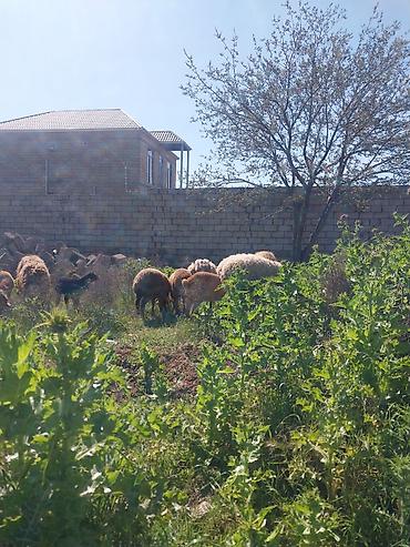 Qoyunlar, qoçlar: Razılaşma yolu ilə çox təcili satılır.balalı balasız fərq etmir — 24