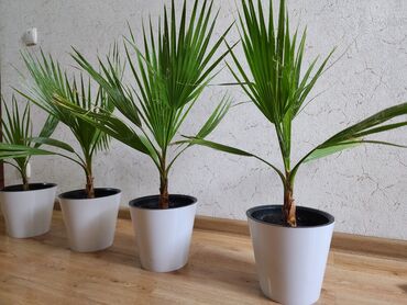 пальма дерево: Продаю пальмы Вашингтония. 55-60 см