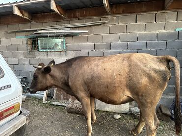 корова стелная: Продаю | Корова (самка) | Алатауская | Для молока