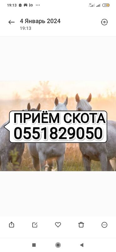 скот продажа: Куплю | Лошади, кони, Кролики | Круглосуточно, Забитый