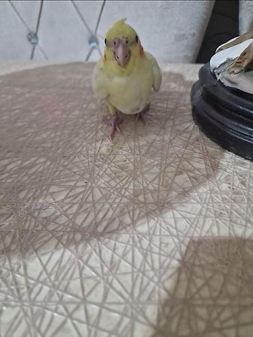 korella tutuquşu: Nymph paraket (cockatiel) – sarı-ağ rəng çaları, yanaqlarda narıncı — 2