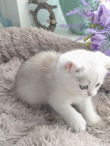 Продажа кошек: Скотиш Страйт (Шотландская прямоухая), 1 месяц, Девочка, Серебристая шиншилла, Приучена к лотку, Проглистована — 8
