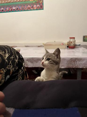 кролик бишкек: Г.Талас!!! Отдаю кошечку наша любимая кошка, отдаю в хорошие руки — 2