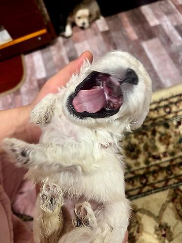сколько стоит собака бу: 1 месяц — 2