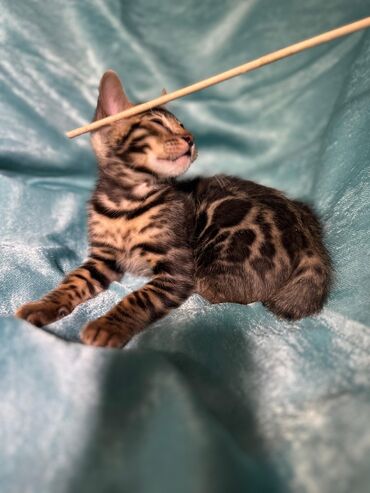 Продажа кошек: Бенгальская, 3 месяца, Девочка, Шоколадный, С документами, Приучена к лотку, Проглистована — 9