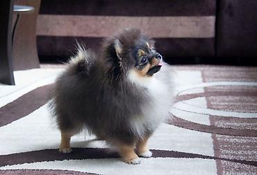 Продажа собак: Шпиц, 5 месяцев, Самец, С прививкой — 5