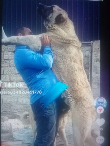 zvanok it satilir: Kanqal