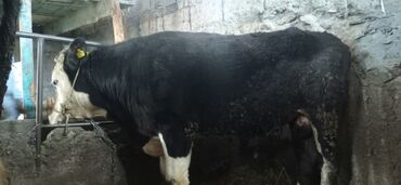 Коровы, быки: Продаю | Бык (самец) | Ангус | На откорм, На забой, Для разведения