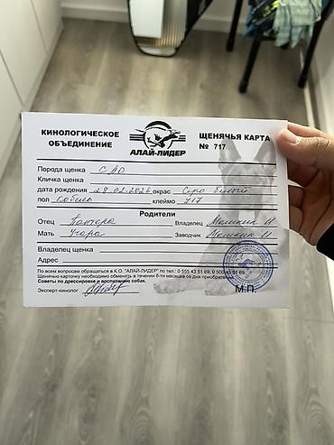 Иттер: Щенок породы Среднеазиатская овчарка (САО), кобель. Окрас: серо-белый — 3