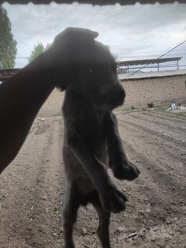 Продажа собак: Курцхаар, 1 месяц, Самец, С прививкой