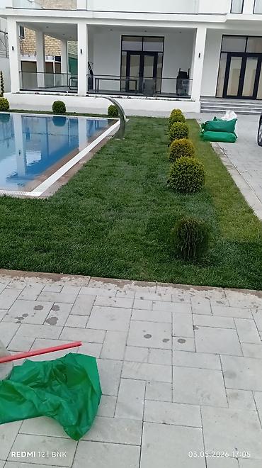 Torf: Təbbi qazon danimarka enli yarpaq çatrlma xidməti,qurasdrma cidmeti — 14