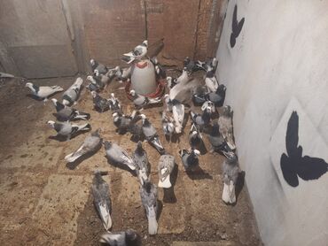 göyərçin şəkli: Gorduyunuz qusdar satlir hersinin oz qimeti var 20m 100mta kimi