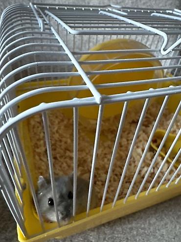 hamster qefesi: Kiçik heyvan dəsti – cüce hamster və qəfəsi - Növ: cüce hamster (boz — 3