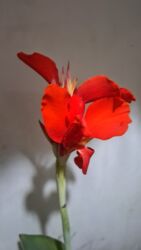 тандырный печка: Повар Кондитер. Без опыта