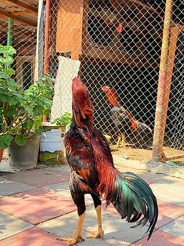 Xoruzlar: Her qiymete var — 2