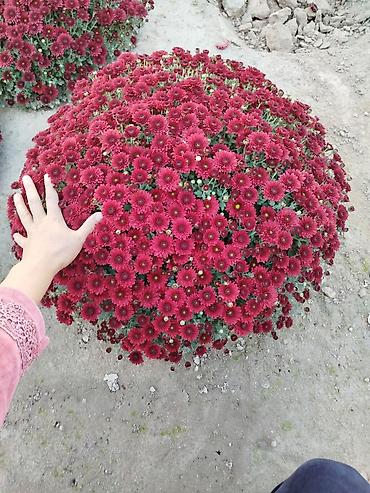 хризантема оптом: Саженцы — 3