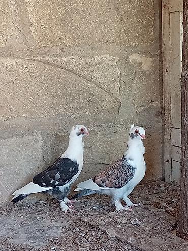 göyercin yuvası: Cüt bəzək göyərçini Salam bu Hunkariler satilir tay balaridi qiymet — 3