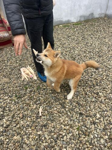 İtlər: Akita-inu, 3 ay, Erkek, Pulsuz çatdırılma — 1