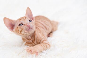 кошки донской сфинкс: Предлагаю к продаже котят породы сфинкса. ДР 25.11.2023г; 03.12.2023г