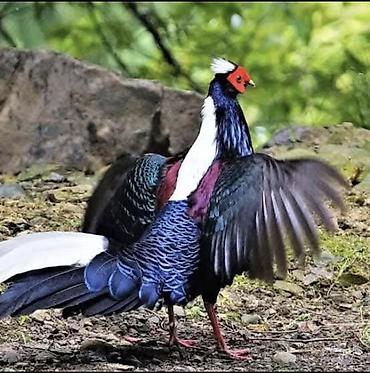 bildircin satisi tap az: Svayna qırqovulu satılır, tam sağlam və aktiv quşlardı 2 İl yarımlıq — 1