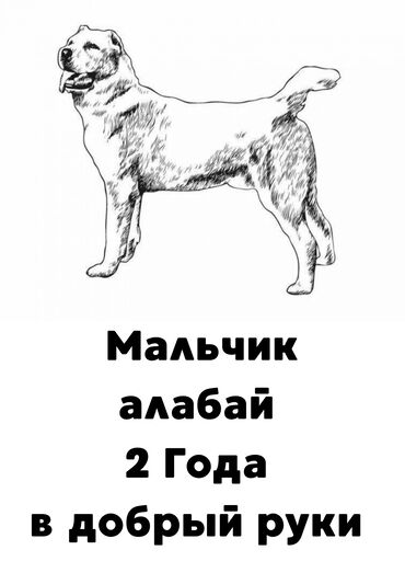 алабай алам: Собака даром: Алабай, 2 года, Самец, С прививкой