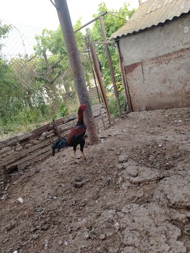 heyvanlara verilen adlar: Barter var cavan heyratı fərəsi ilə