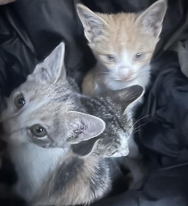 Котята, помёт из трёх малышей: - Окрас: рыжий с белым, серо-палевый