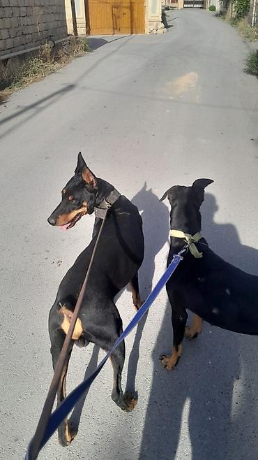 heyvan doşəyi: Doberman, 1 il, Peyvəndli, Ödənişli çatdırılma — 1