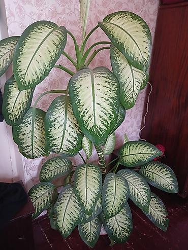 ev bitkisi: Dieffenbachia (tropik dekorativ otaq bitkisi) - Növ: Dieffenbachia — 1