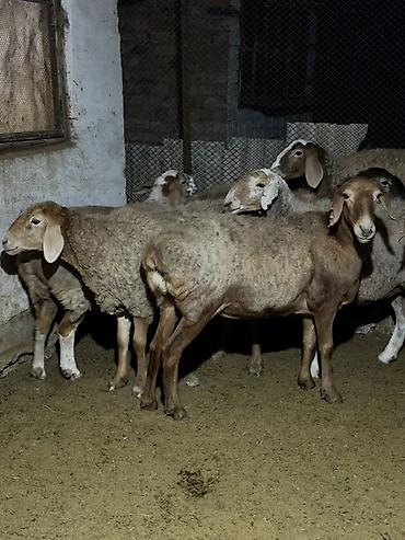 Продам с/х животных: Продаю | Овца (самка) | Для разведения | Матка — 4