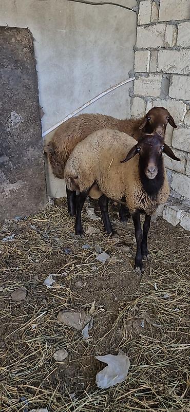 Qoyunlar, qoçlar: 3 eded qoçlar cavan heyvanlardi 1inin 1yaşi olub qalanlari cavandi — 5