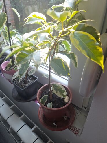 Ostale kućne biljke: Bendzamin 600 dinara komad Syngonium 500 dinara komad. Dracena